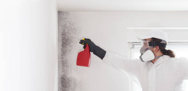 Attic Mold Removal in Branson, MO