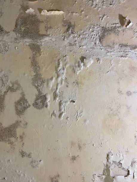 Best Professional Mold Removal  in Branson, MO