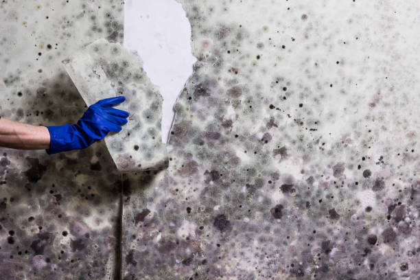Best Attic Mold Removal  in Branson, MO
